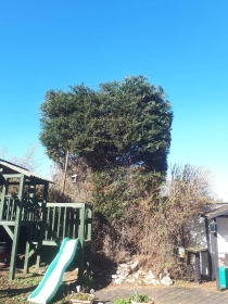 Conifer removal